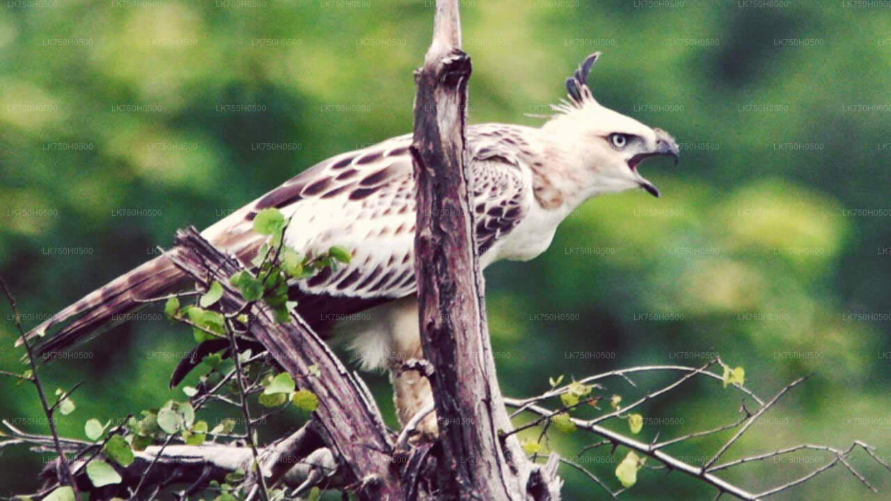 Vogelbeobachtungssafari im Udawalawe-Nationalpark von Colombo aus