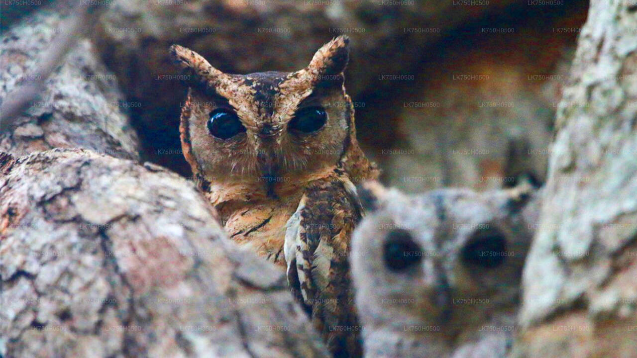 Vogelbeobachtungssafari im Udawalawe-Nationalpark von Colombo aus