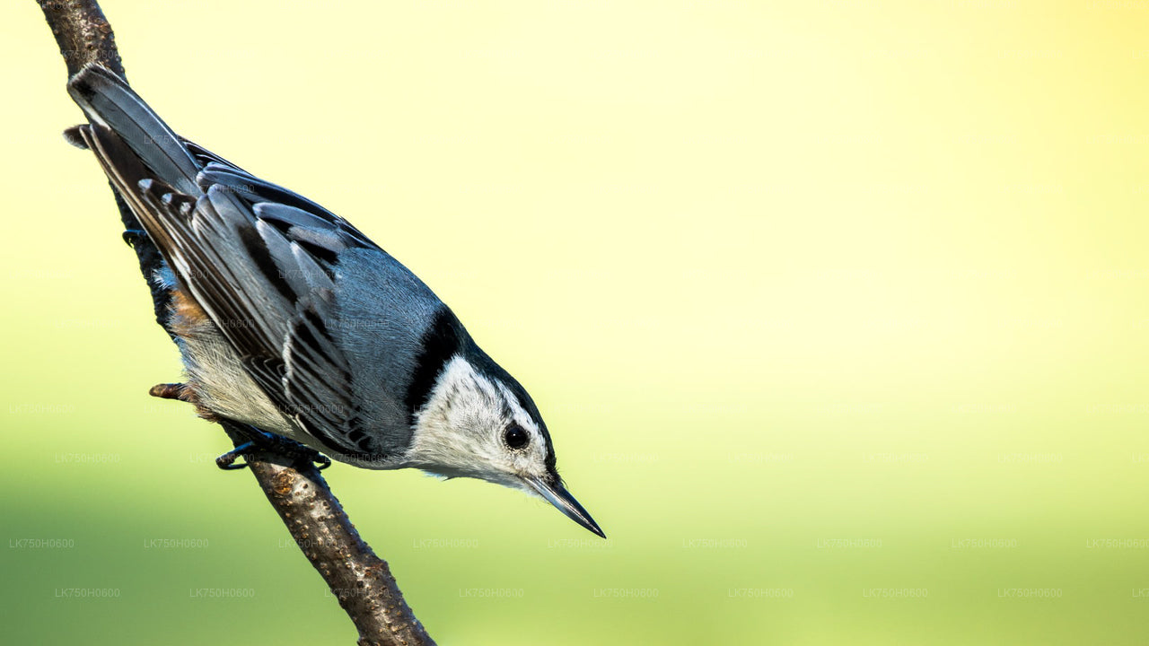 Vogelbeobachtung in Diyasaru Uyana von Colombo aus