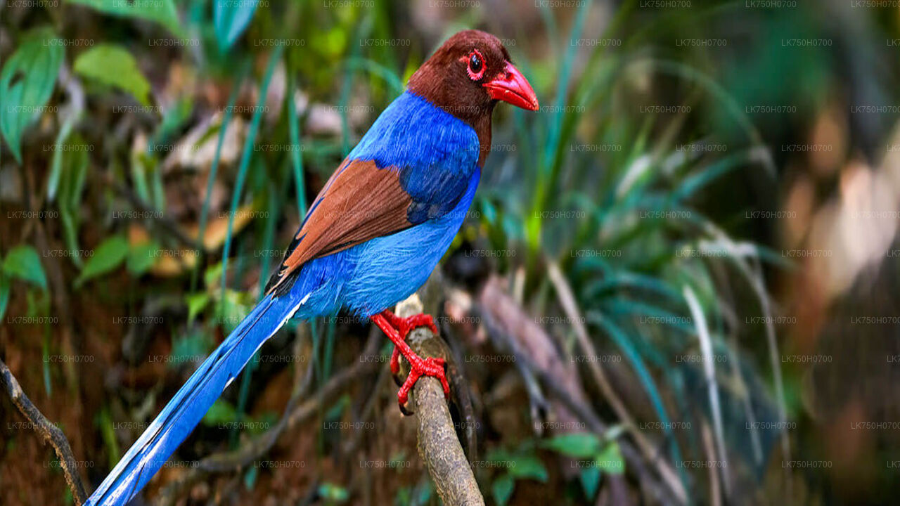 Vogelbeobachtung im Anawilundawa Sanctuary von Colombo aus
