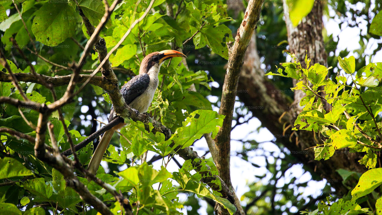Vogelbeobachtung im Anawilundawa Sanctuary von Colombo aus