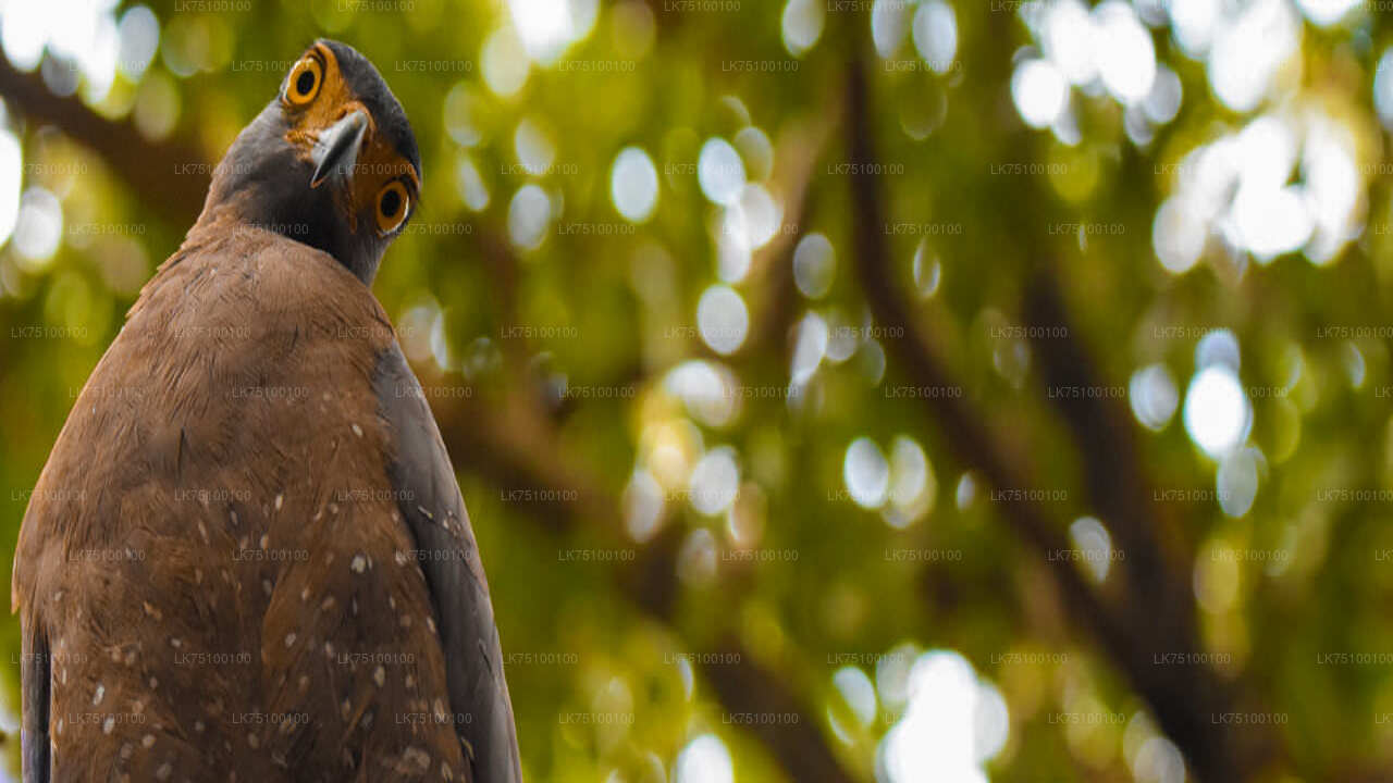 Vogelbeobachtung von Kitulgala aus