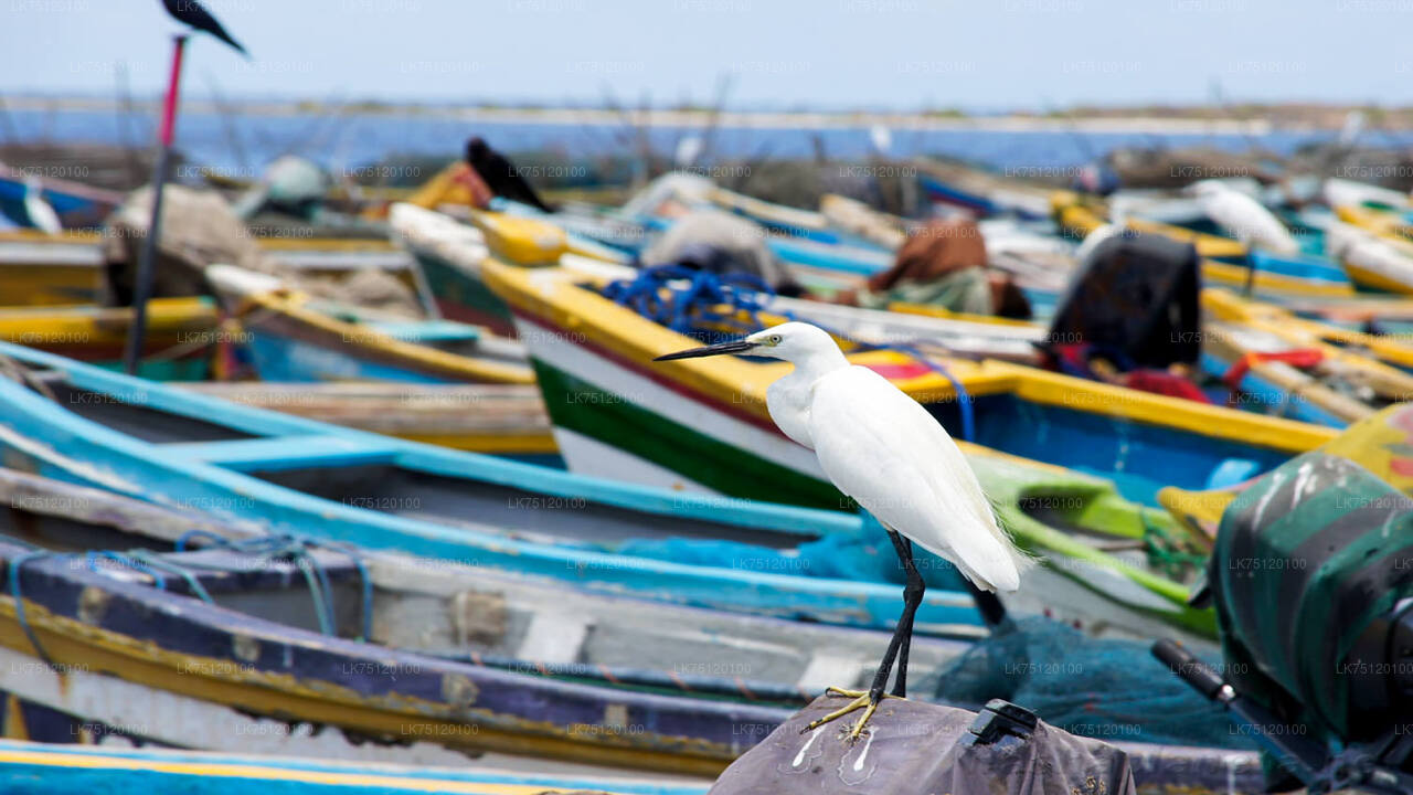 Vogelbeobachtung in der Lagune von Jaffna