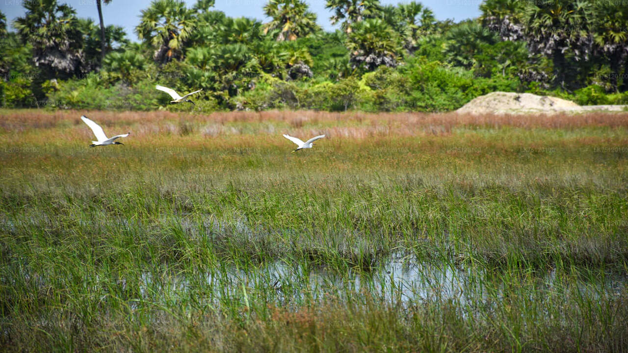 Vogelbeobachtung in der Lagune von Jaffna