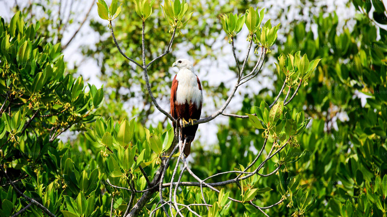 Vogelbeobachtung im Anawilundawa-Schutzgebiet von Kalpitiya aus