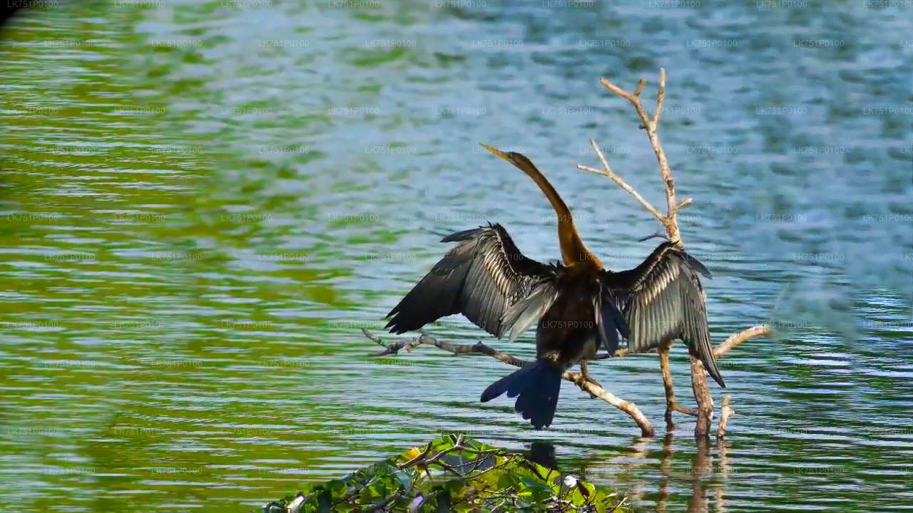 Vogelbeobachtung im Muthurajawela Marsh von Negombo aus