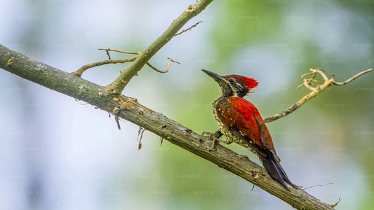 Vogelbeobachtungswanderung im Horton Plains National Park