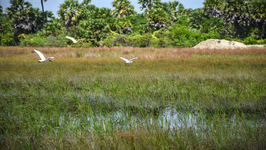 Vogelbeobachtung von Sigiriya aus