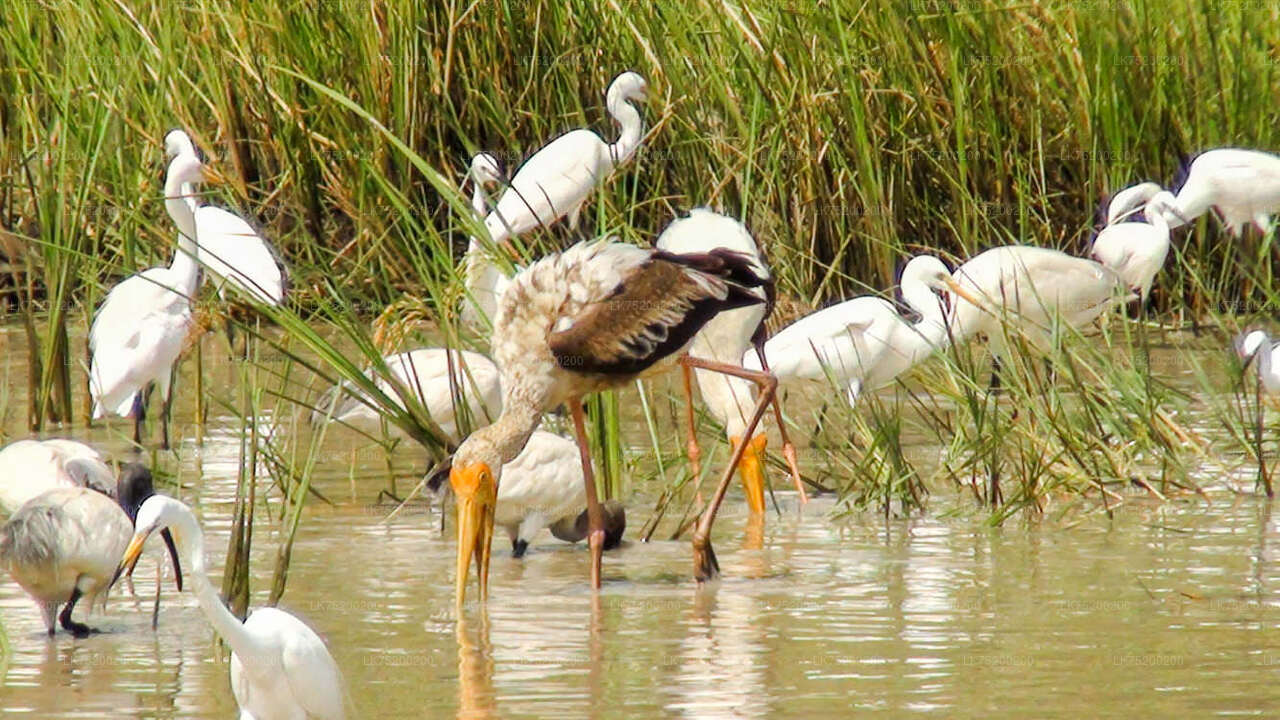 Vogelbeobachtung im Chundikulam-Nationalpark
