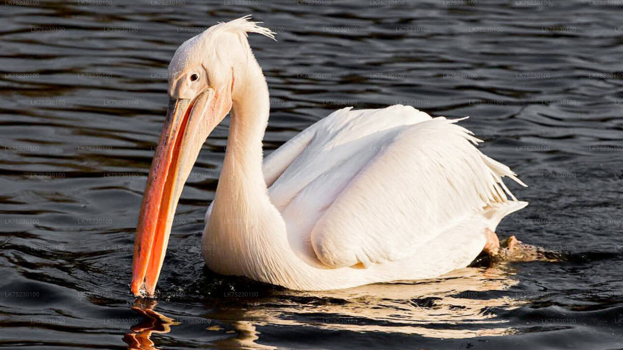 Bootsfahrt zur Vogelbeobachtung im Kalametiya Sanctuary