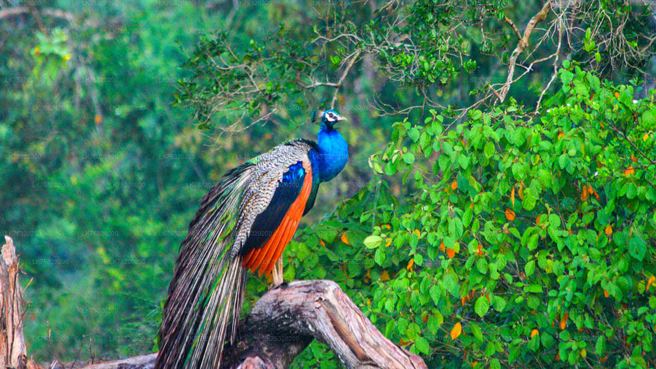 Vogelbeobachtung in Ritigala von Habarana aus
