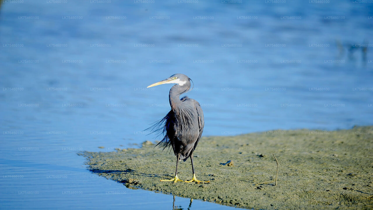 Vogelbeobachtungsspaziergang auf der Insel Mannar