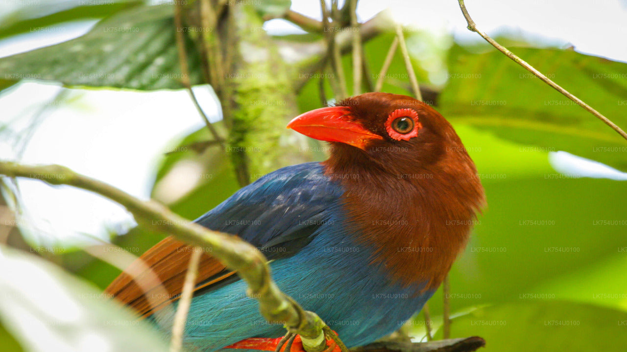 Vogelbeobachtung vom Sinharaja-Regenwald aus