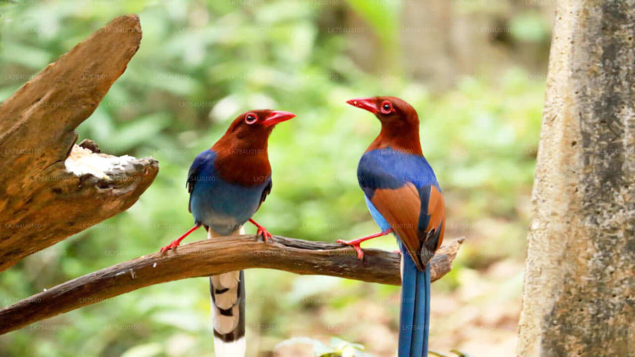 Vogelbeobachtung vom Sinharaja-Regenwald aus