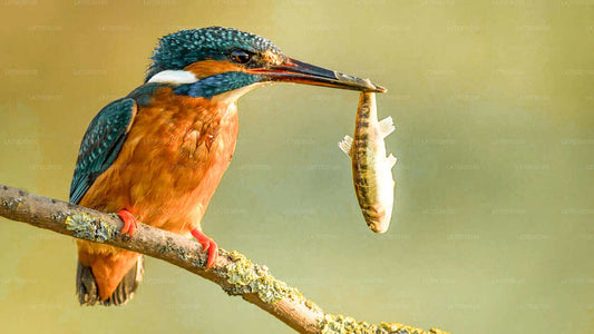Vogelbeobachtungssafari im Kumana-Nationalpark