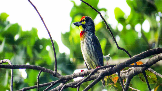 Vogelbeobachtung im Thalangama-Feuchtgebiet vom Mount Lavinia aus