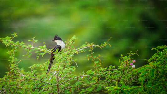 Vogelbeobachtung im Sinharaja-Regenwald vom Mount Lavinia aus