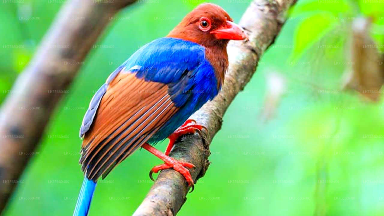 Vogelbeobachtung im Sinharaja-Regenwald vom Mount Lavinia aus