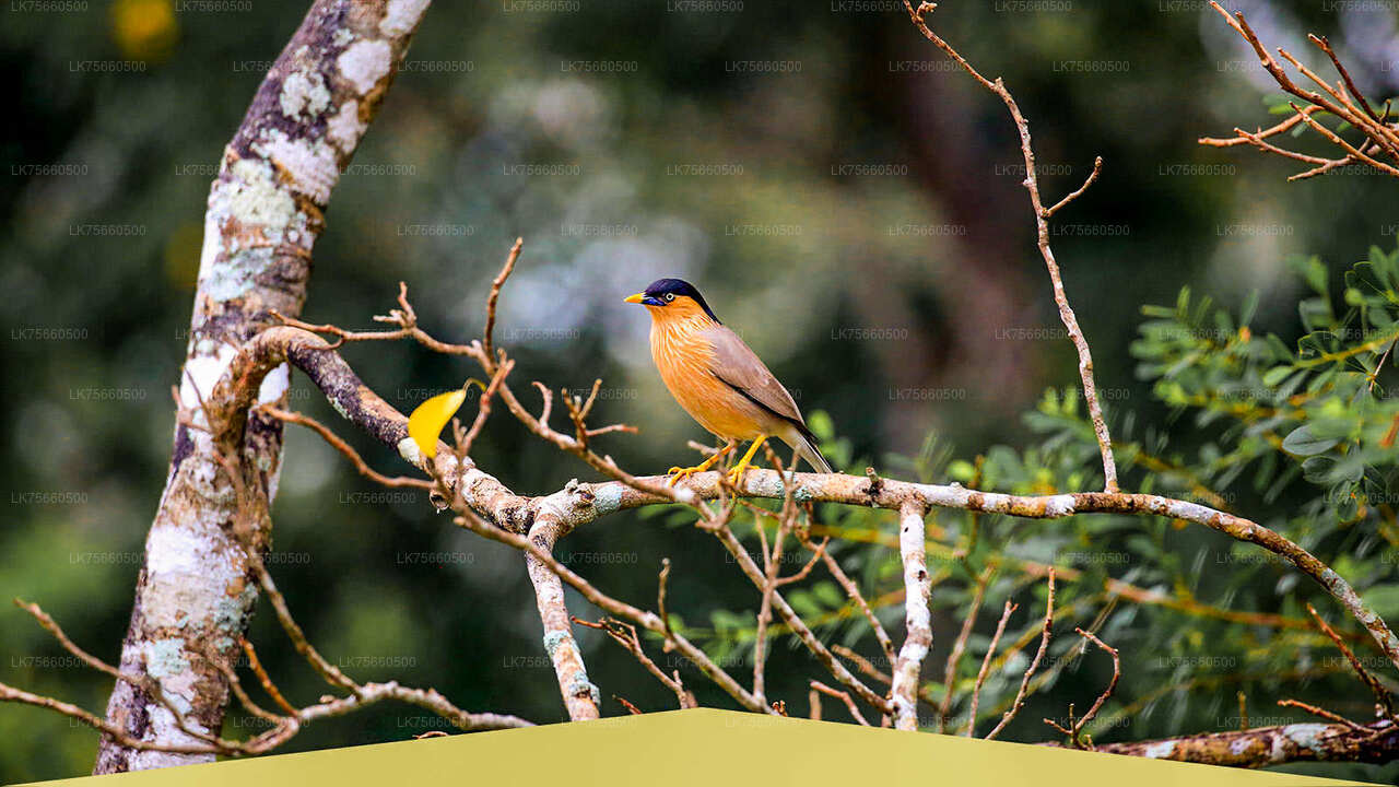 Vogelbeobachtungssafari im Udawalawe-Nationalpark vom Mount Lavinia aus