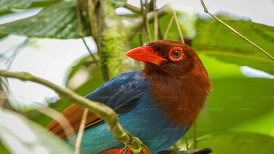 Vogelbeobachtungswanderung im Anawilundawa Sanctuary vom Mount Lavinia aus