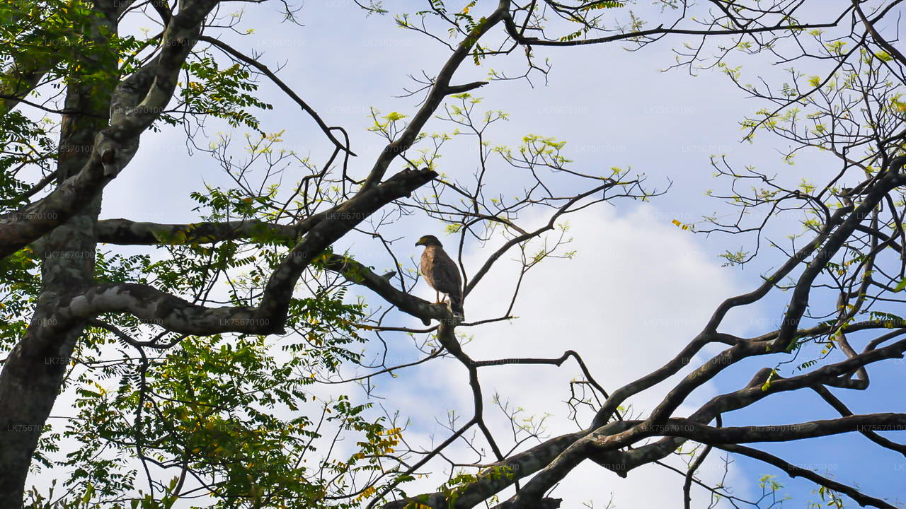 Vogelbeobachtung im Anawilundawa Sanctuary