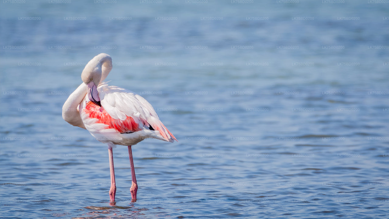 Flamingobeobachtung vom Bundala-Nationalpark aus