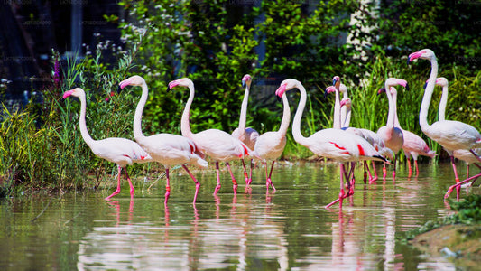 Flamingobeobachtung vom Bundala-Nationalpark aus