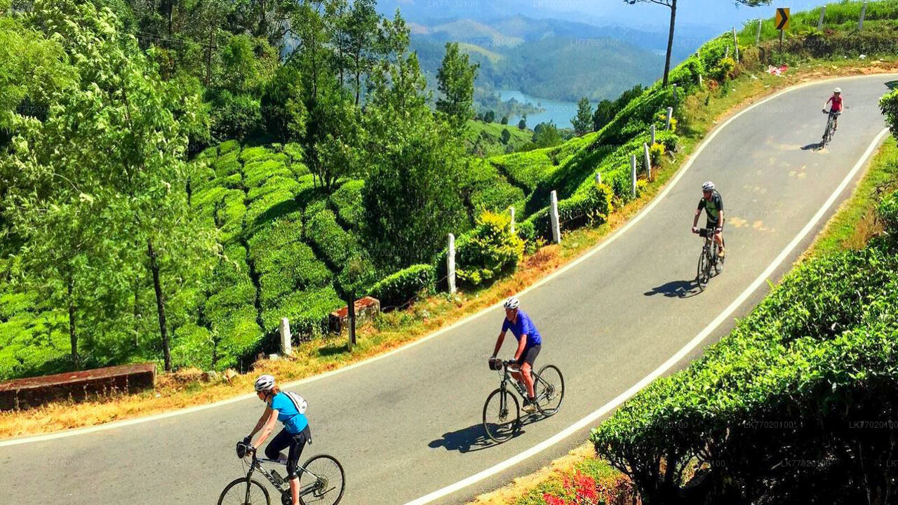 Teefelder mit dem Fahrrad von Kandy aus