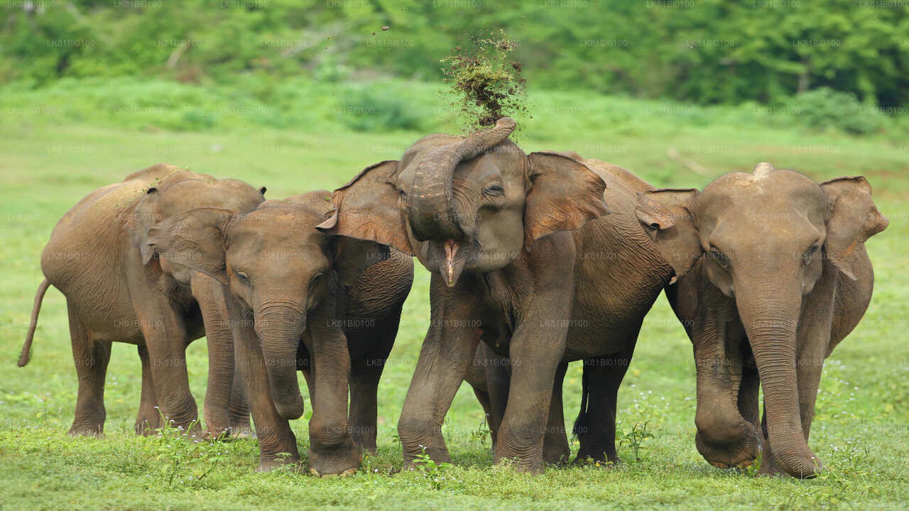 Safari im Udawalawe-Nationalpark ab dem Hafen Hambantota