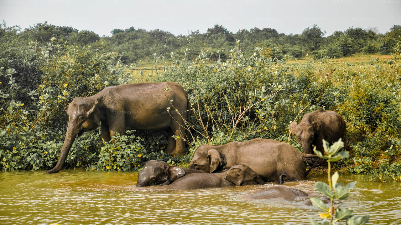 Safari im Udawalawe-Nationalpark ab dem Hafen Hambantota