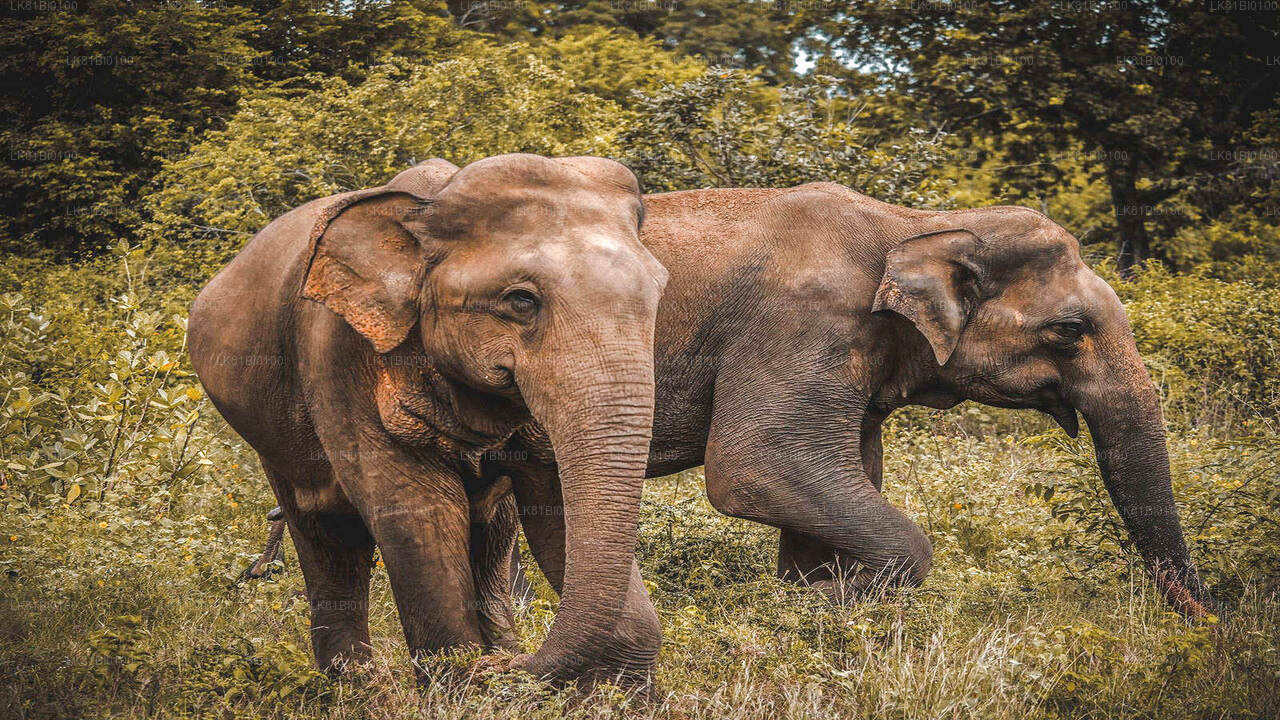 Safari im Udawalawe-Nationalpark ab dem Hafen Hambantota