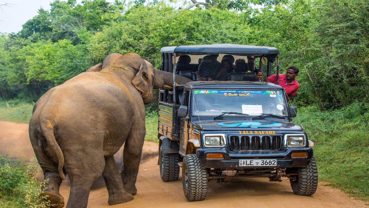 Safari im Yala-Nationalpark ab dem Hafen Hambantota
