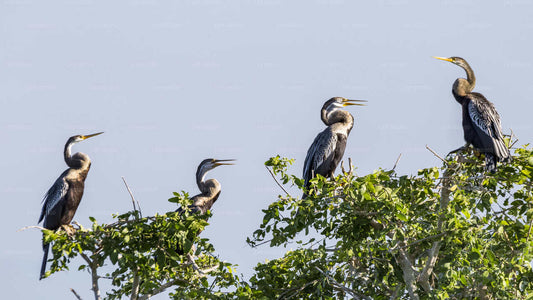 Safari im Bundala-Nationalpark vom Hambantota-Seehafen