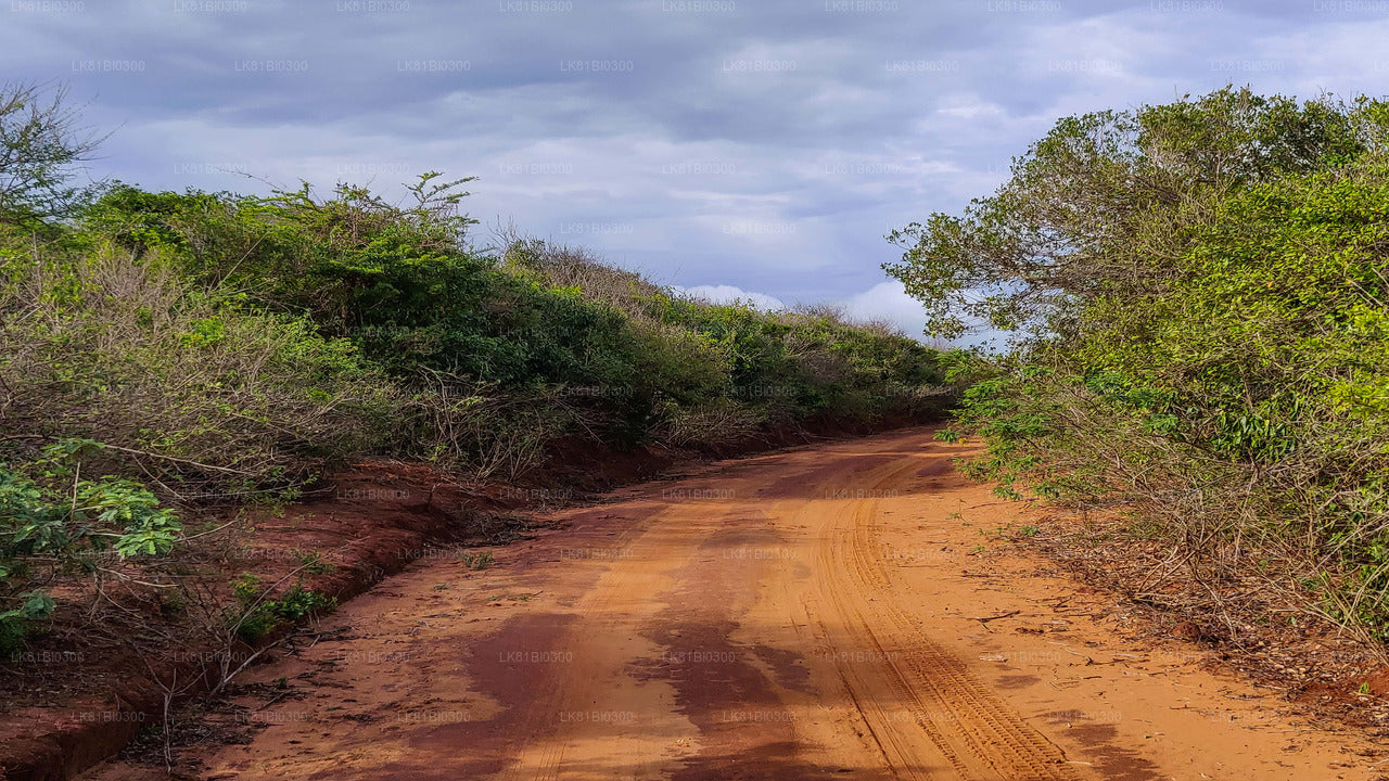 Safari im Bundala-Nationalpark vom Hambantota-Seehafen