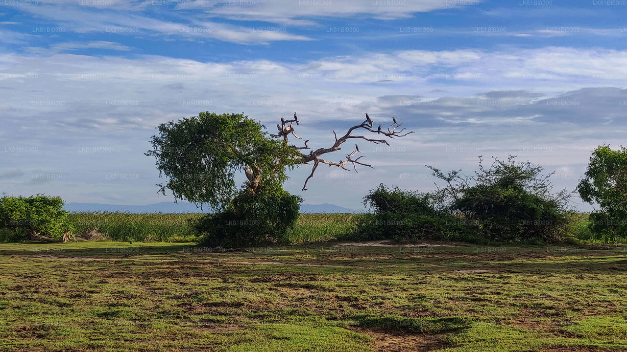 Safari im Bundala-Nationalpark vom Hambantota-Seehafen