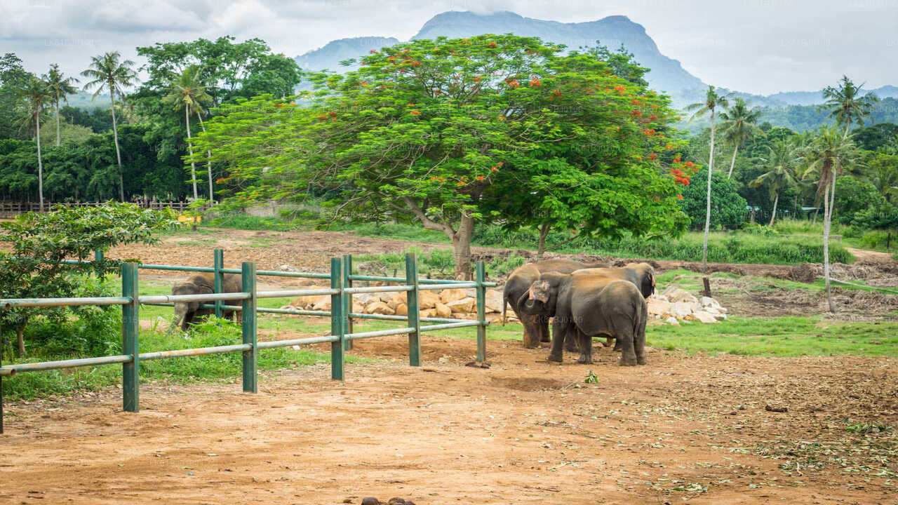 Stadtrundfahrt durch Kandy ab dem Hafen von Colombo