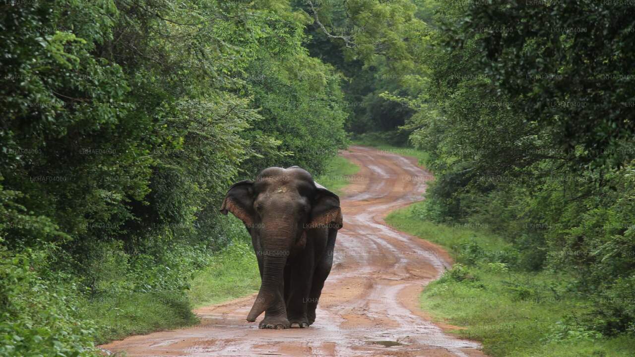 Safari im Wilpattu-Nationalpark