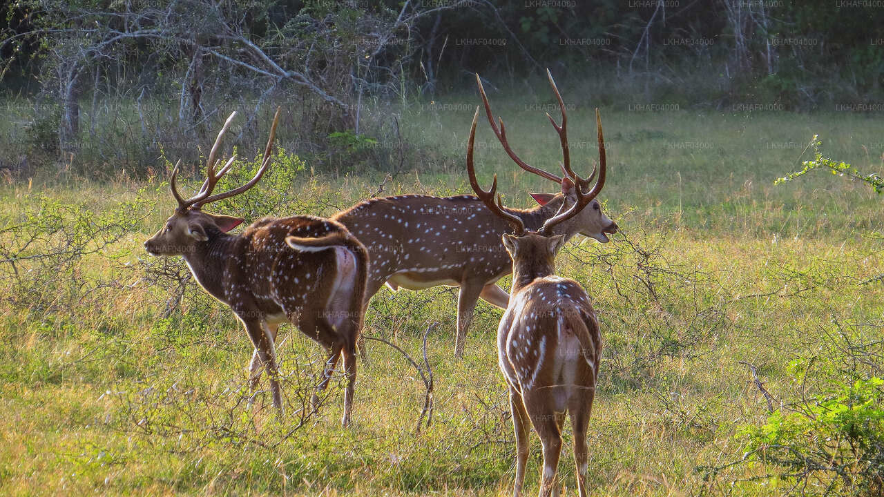 Safari im Wilpattu-Nationalpark