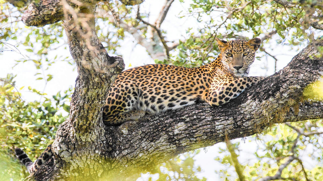 Safari im Wilpattu-Nationalpark