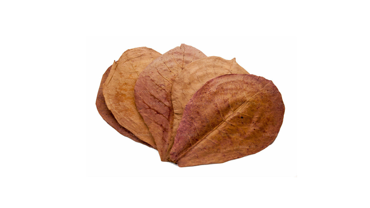 Lakpura Dehydriert (Kottan, Kottamba, indische Mandel) Terminalia catappa 100 Blätter (100 g)