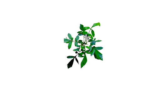Lakpura Dehydrierter Bin Kohomba (Munronia Pinnata), ganzer Baum (100 g)