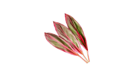 Lakpura Cordyline Fruticosa Red Edge (20 Blätter) Mittel