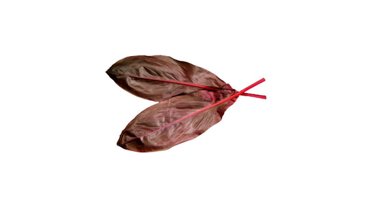 Lakpura Cordyline Fruticosa 'Red' (20 Blätter) Mittelgroß