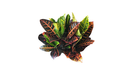 Lakpura Florida Select Croton (50 Blätter)