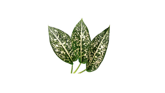 Lakpura Aglaonema Costatum Foxii (20 Blätter) Mittelgroß