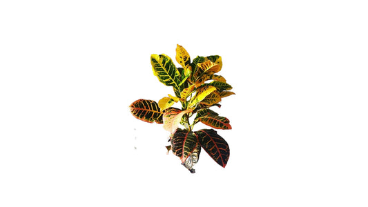 Lakpura Petra Croton (50 Blätter)