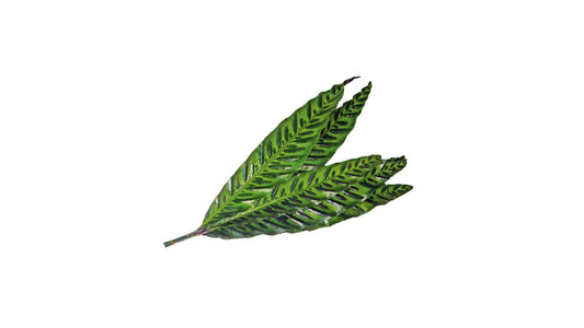 Lakpura Calathea Insignis (20 Blätter) Mittelgroß