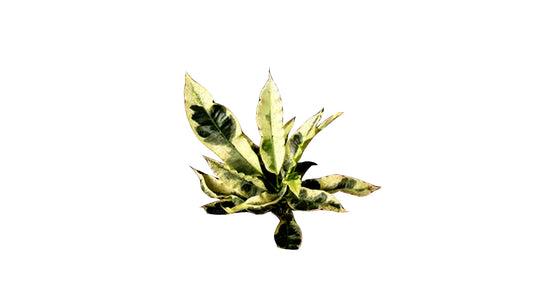 Lakpura Andrew Croton (50 Blätter)