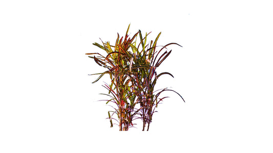 Lakpura Sansibar Croton (50 Blätter)