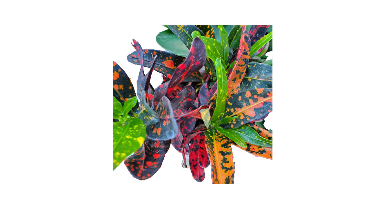 Lakpura Bush on Fire Croton (50 Blätter)